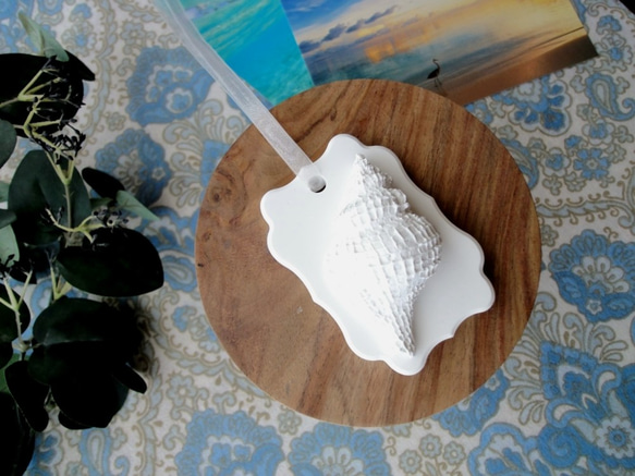 白い博物館 ■ アロマストーン ■ 貝殻標本 アヤボラ 3枚目の画像