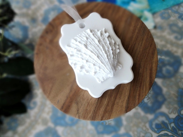 白い博物館 ■ アロマストーン ■ 貝殻標本 ウミギク 3枚目の画像