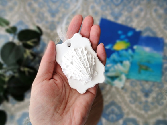 白い博物館 ■ アロマストーン ■ 貝殻標本 ウミギク 4枚目の画像