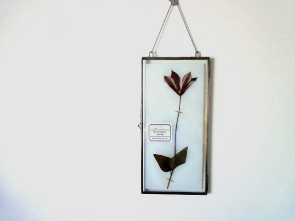 植物標本 ■ 押し花の壁掛けフレーム  縦長サイズ ■クレマチス グラベティー　上向き 1枚目の画像