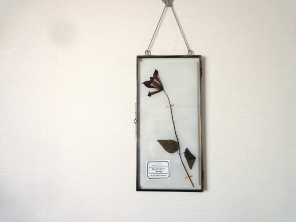 植物標本 ■ 押し花の壁掛けフレーム  縦長サイズ ■クレマチス グラベティー　横向き 2枚目の画像