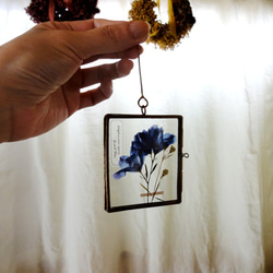植物標本 ■押し花フレーム ガーランド■Square　デルフィニューム　グランブルー 6枚目の画像
