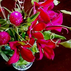 植物標本 ■押し花フレーム ガーランド■Square　クレマチス 6枚目の画像