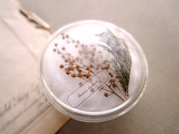 植物標本 ■ シャーレ仕立て ■ ミモザ フサアカシア 3枚目の画像