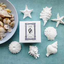 【セット販売】アロマストーン ■ 海の宝珠　貝殻・ヒトデ 7点 ■6種類から香りが選べる 4枚目の画像
