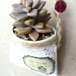 平丸缶ミニに多肉の寄せ植え 多肉植物 リメイク缶 一輪挿し・花瓶