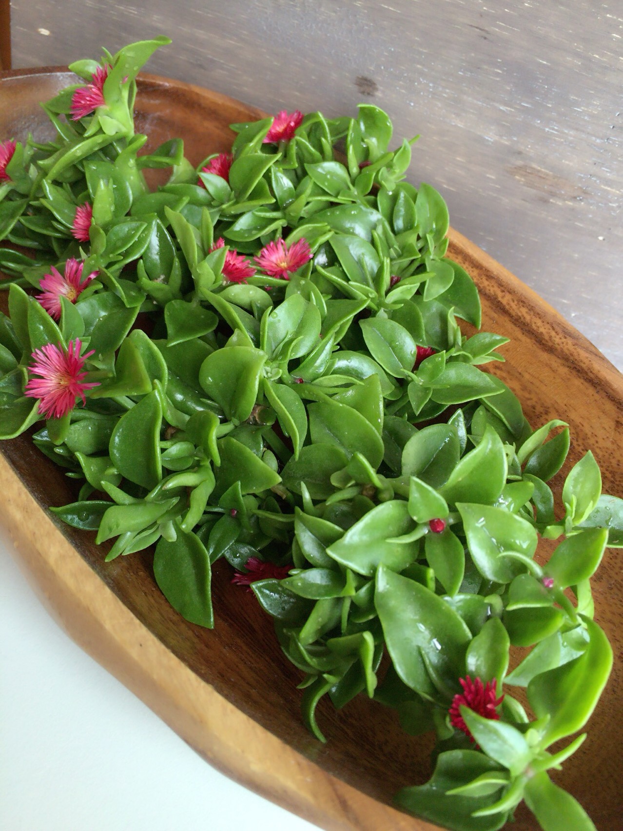 ベビーサンローズカット苗A4サイズ箱いっぱい 歯がゆい 