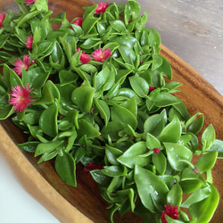 フタ付きリメ缶mini アレンジ 多肉植物・リメイク缶 一輪挿し・花瓶