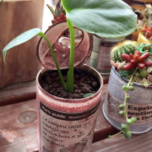cans repurpose to How [Succulents] 844] Vlog 500 / リメイク缶 even clumsy you're if フラワー・リース