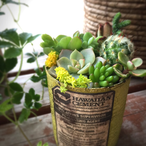 多肉植物カット苗　リメイク缶　2 多肉植物カット苗 リメイク缶 2 【公式通販】