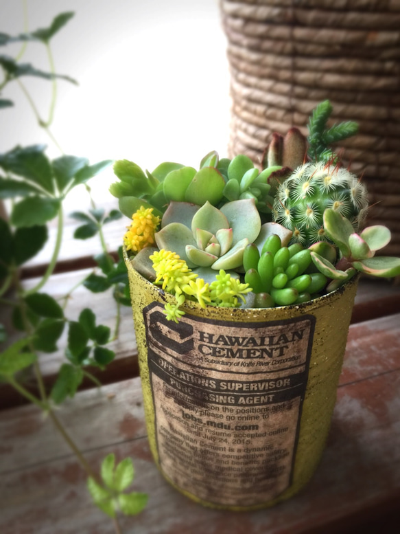 ライムグリーンのリメ缶が可愛い多肉畑 多肉植物・リメイク缶 一輪挿し