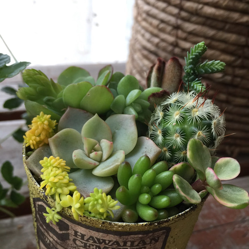 ライムグリーンのリメ缶が可愛い多肉畑 多肉植物・リメイク缶 一輪挿し