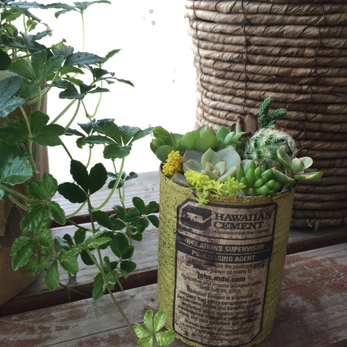 ライムグリーンのリメ缶が可愛い多肉畑 多肉植物・リメイク缶 一輪挿し