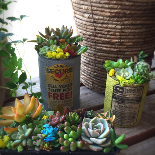 ライムグリーンのリメ缶が可愛い多肉畑 多肉植物・リメイク缶 一輪挿し