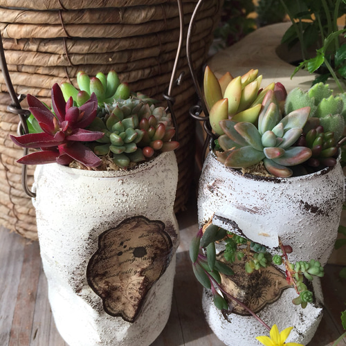 多肉植物カット苗 リメイク缶 2 【公式通販】