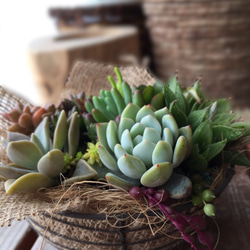 蓋付きリメ缶にシックな色の多肉寄せ植え 多肉植物 リメイク缶