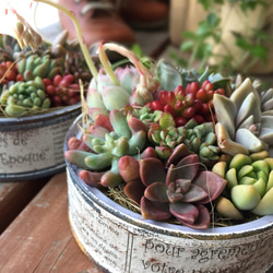 リメイク缶276☆多肉植物☆寄せ植え☆インテリア 錆風リメイク缶の多肉寄せ植え 多肉植物 osh25plant 通販