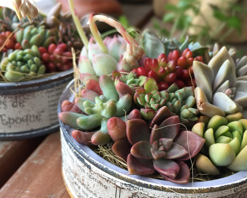 リメイク缶358☆多肉植物☆寄せ植え☆インテリア リメイク缶358☆多肉植物☆寄せ植え☆インテリア