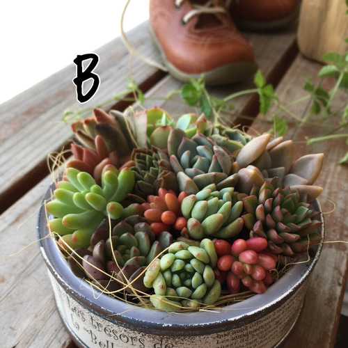 リメイク缶267☆多肉植物☆寄せ植え☆インテリア リメイク缶267☆多肉植物☆寄せ植え☆インテリア