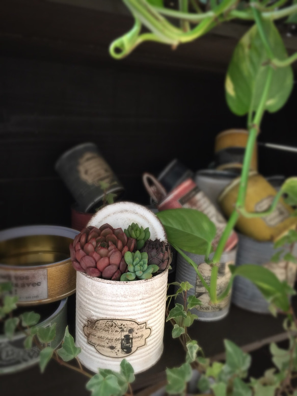 蓋付きリメ缶にシックな色の多肉寄せ植え 多肉植物 リメイク缶