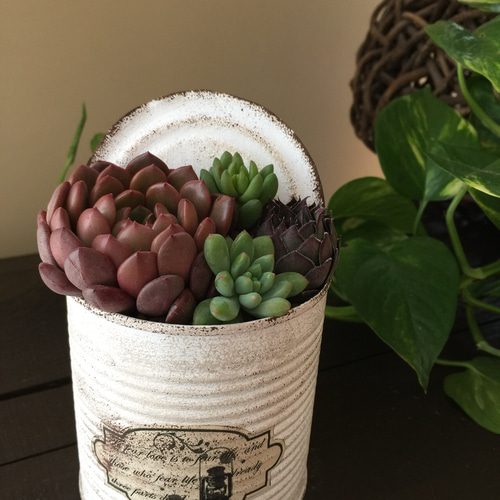 蓋付きリメ缶にシックな色の多肉寄せ植え 多肉植物 リメイク缶