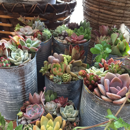 シャビ缶に多肉の寄せ植え リメイク缶 一輪挿し・花瓶・花器 缶カラ屋