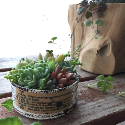 平丸缶ミニに多肉の寄せ植え 多肉植物 リメイク缶 一輪挿し・花瓶  