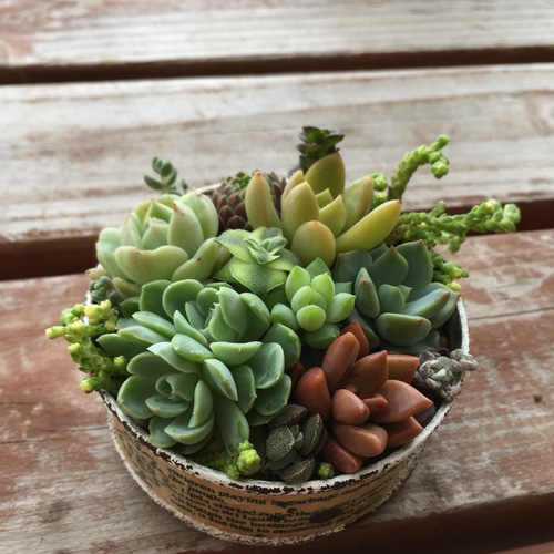 平丸缶ミニに多肉の寄せ植え 多肉植物 リメイク缶 一輪挿し