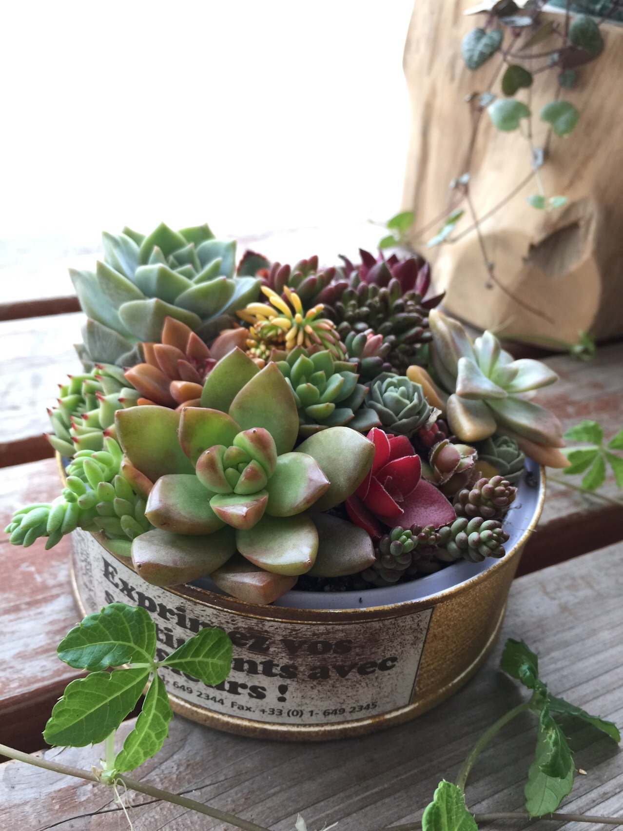 リメイク缶276☆多肉植物☆寄せ植え☆インテリア リメイク缶276☆多肉植物☆寄せ植え☆インテリア