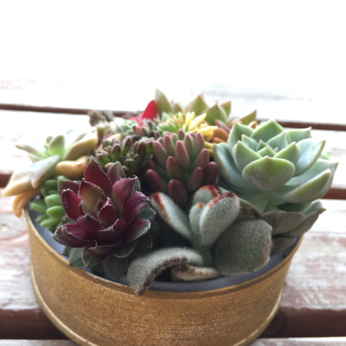 リメイク缶278☆多肉植物☆寄せ植え☆インテリア 平丸缶に多肉の寄せ植え 多肉植物 リメイク缶 一輪挿し・花瓶