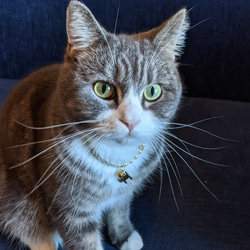 猫チャームペットネックレス 10枚目の画像