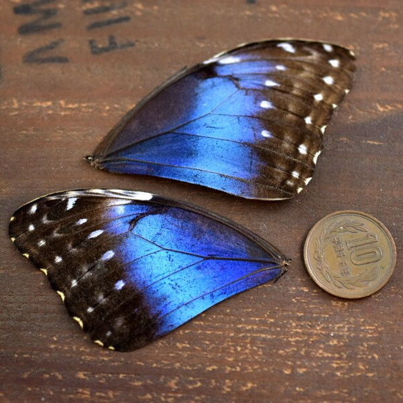 モルフォ蝶の羽　B品  (A3) 1枚目の画像