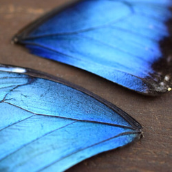 モルフォ蝶の羽　B品  (A4) 2枚目の画像