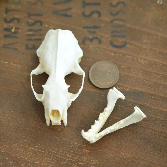 ミング　骨格標本 3枚目の画像