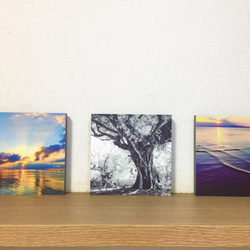 榕樹 - 您房間裡沖繩的風景〜[照片面板] 第3張的照片