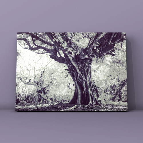 ガジュマル 052301 販売・通販［詳細ページ］ *tree tree*