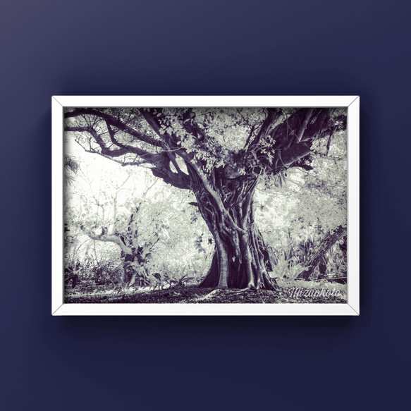 - 榕樹【可以選擇照片尺寸、面板處理、相框】 第2張的照片
