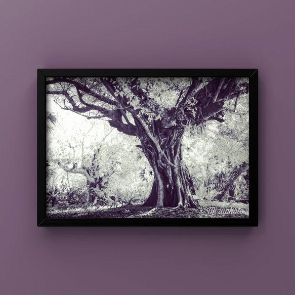 - 榕樹【可以選擇照片尺寸、面板處理、相框】 第1張的照片