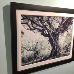 一点限り！写真展での展示品『ガジュマルの木』【写真＋マットとフレーム付き】 2枚目の画像