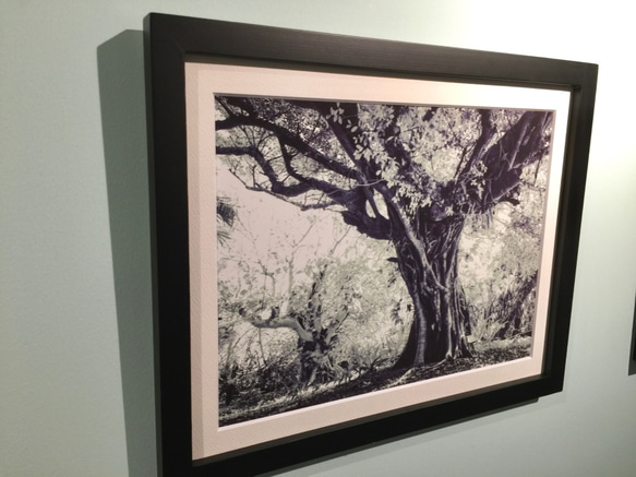 一点限り！写真展での展示品『ガジュマルの木』【写真＋マットとフレーム付き】 2枚目の画像