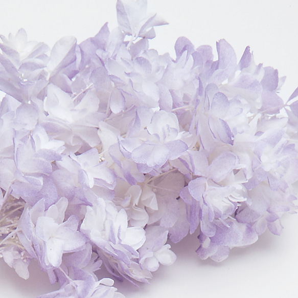 残１セット！カシワバ紫陽花 ホワイトパープル 1枚目の画像