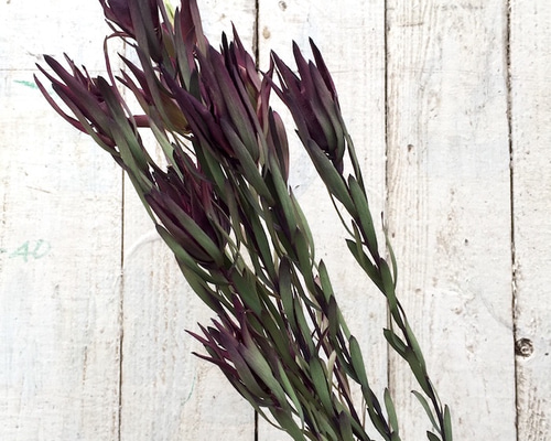 リューカデンドロン ブラッシュ その他素材 kukulkukka Flowers 通販