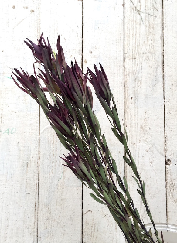 リューカデンドロン ブラッシュ その他素材 kukulkukka Flowers 通販