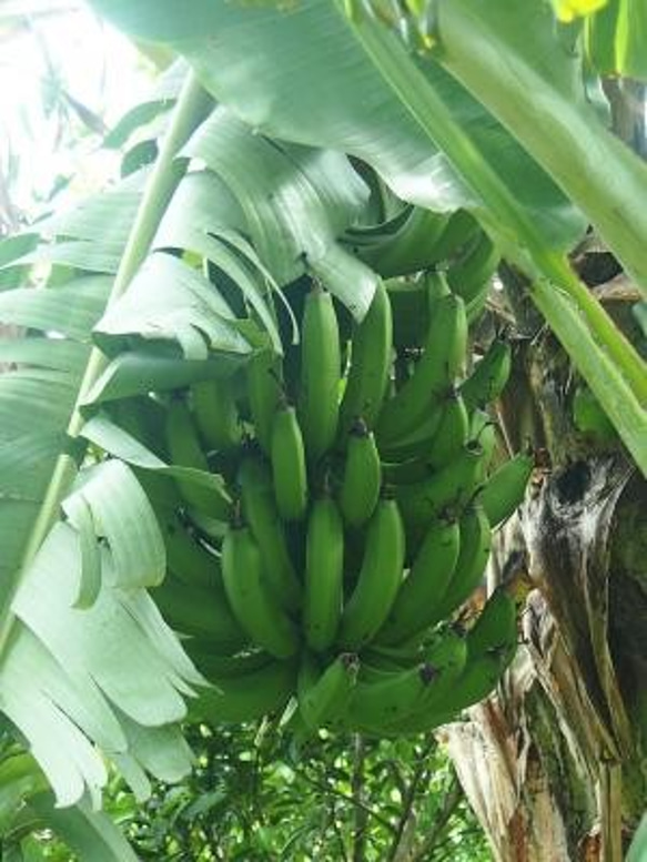 島バナナジュース　無添加・無農薬・白砂糖不使用 2枚目の画像