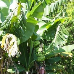 島バナナジャム　　国産無農薬バナナ使用　ギフト　プレゼント　無添加・白砂糖不使用 2枚目の画像