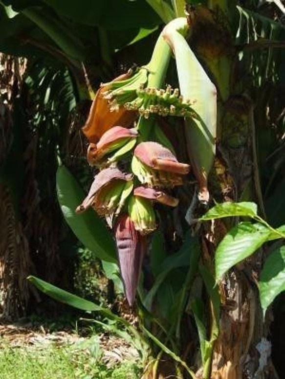 島バナナジャム　　国産無農薬バナナ使用　ギフト　プレゼント　無添加・白砂糖不使用 3枚目の画像