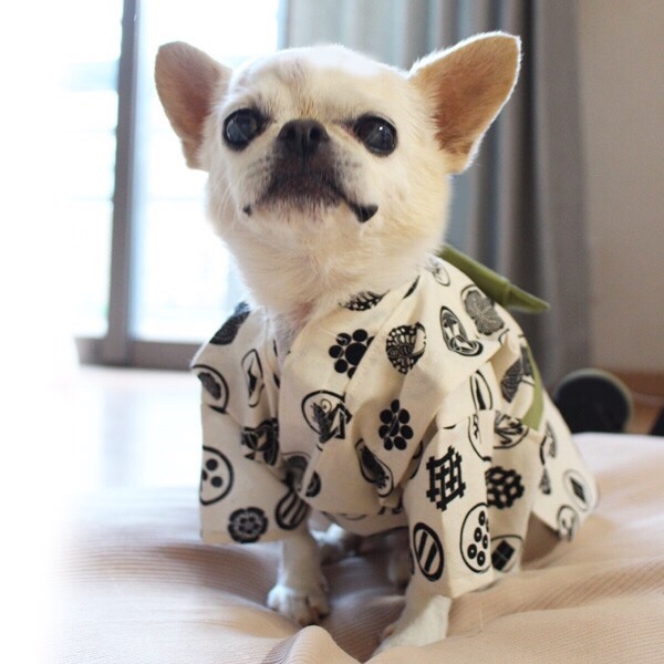《送料無料》帯色選べるペット用 浴衣 犬猫 家紋