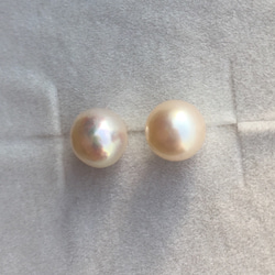 《14kgf》 7-7.5㎜珠 あこや真珠 一粒 ピアス / イヤリング 4枚目の画像