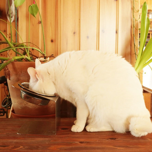 3台まとめ買い／【大】チョイななめスタンド 洗えるステンレスフードスタンド おもちゃ・ペット小物 猫のおたく 通販｜Creema(クリーマ)  4812354