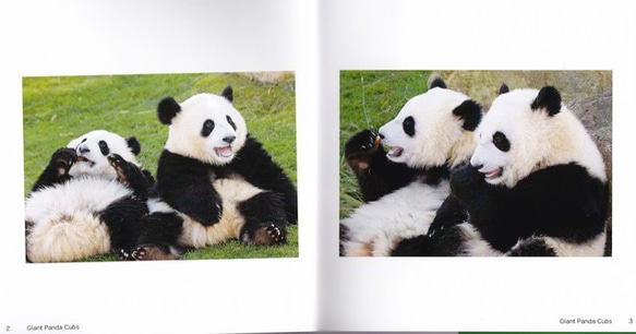 パンダの赤ちゃん・フォトブック 2枚目の画像